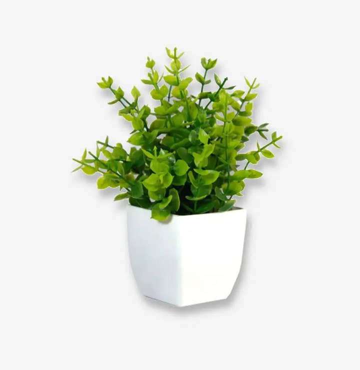 Planta pequeña Arbusto X 4 unidades - Planta de interior - El Workshop - verde - 1