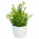 Small Buxus plant