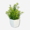 Small Buxus plant