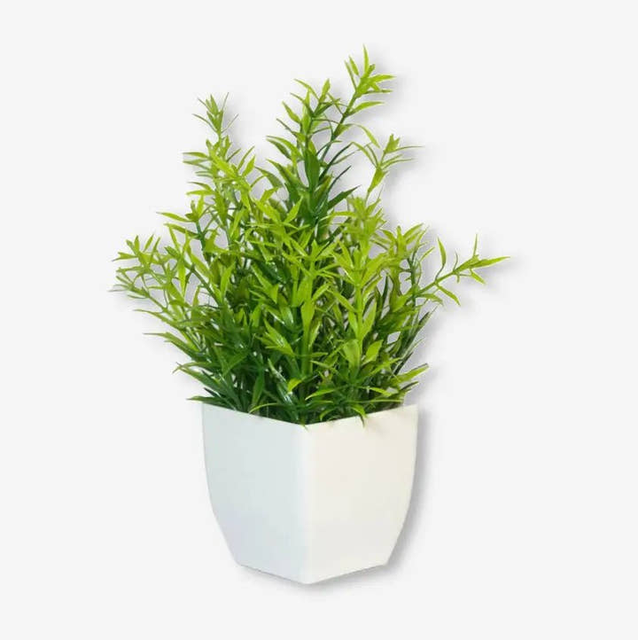 Planta pequeña Buxus X 4 unidades - Planta de interior - El Workshop - Verde