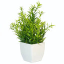 Small Buxus plant X 4 units