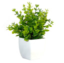 Small plant Shrub