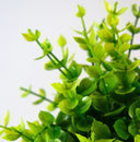 Small plant Shrub