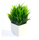 Small Bonsai Plant