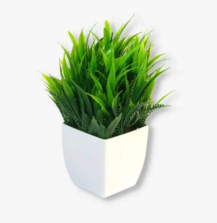 Planta pequeña Bonsai X 4 unidades - Planta de interior - El Workshop - Verde