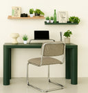Small Buxus plant