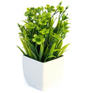 Small Eucalyptus Plant