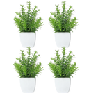 Small Buxus plant