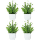 Small Buxus plant X 4 units