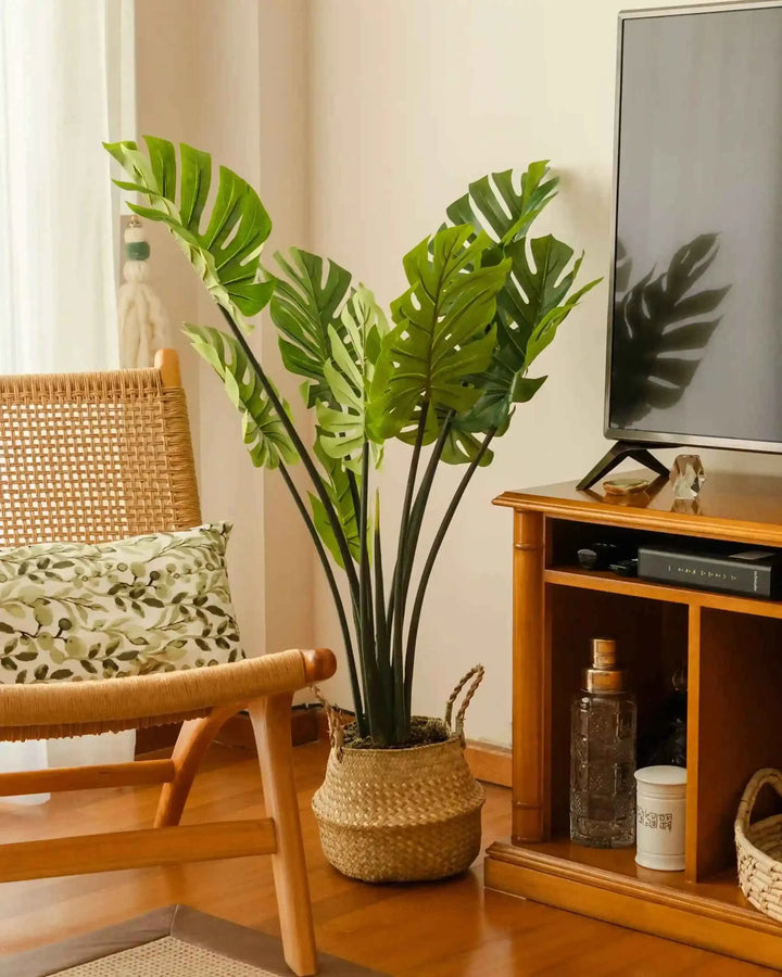 Pack Monstera 120cm+ Cesto Maceta 27cm + Musgo